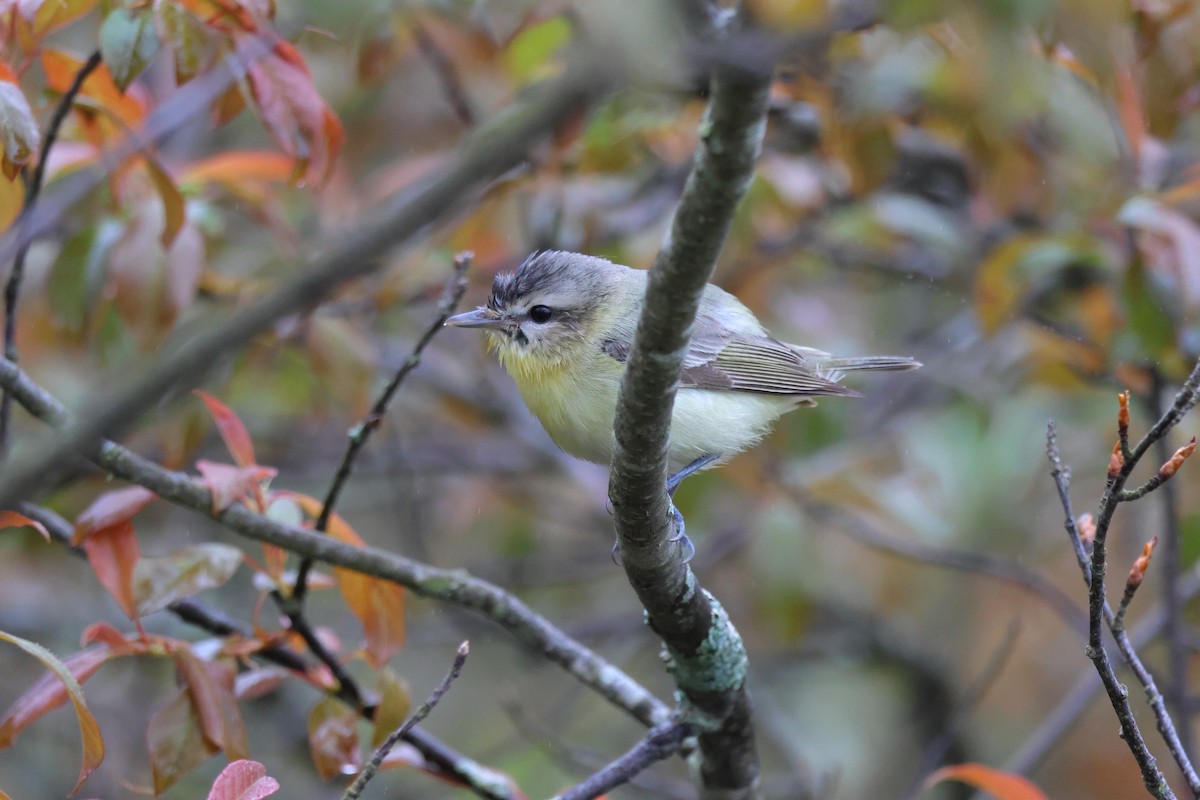 Philadelphia Vireo - ML619706583