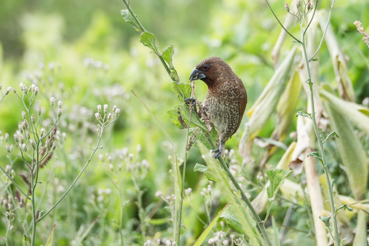 Scaly-breasted Munia - ML619706588