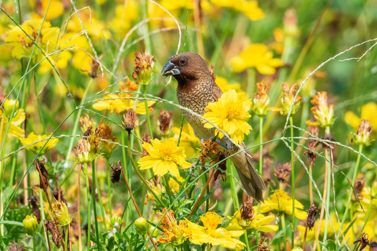 Scaly-breasted Munia - ML619706589