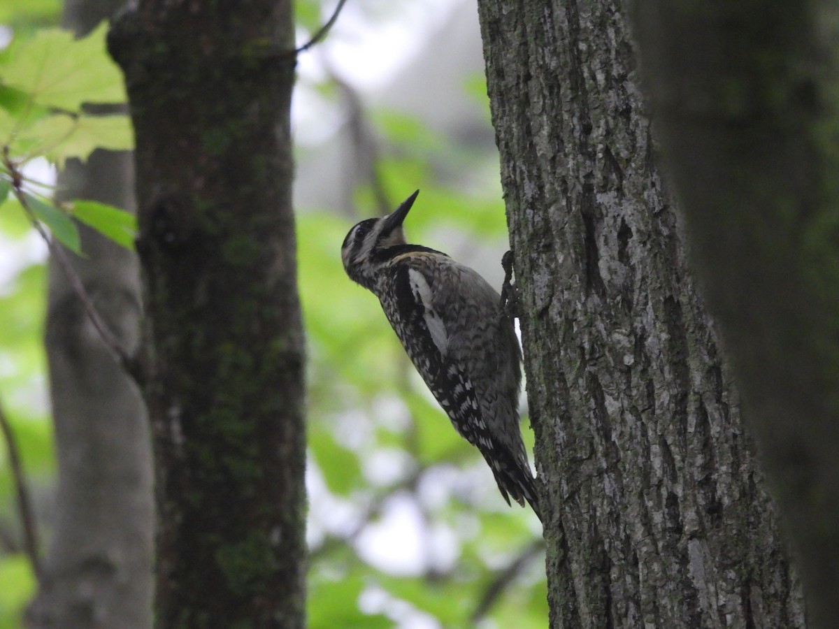 Yellow-bellied Sapsucker - George Ford