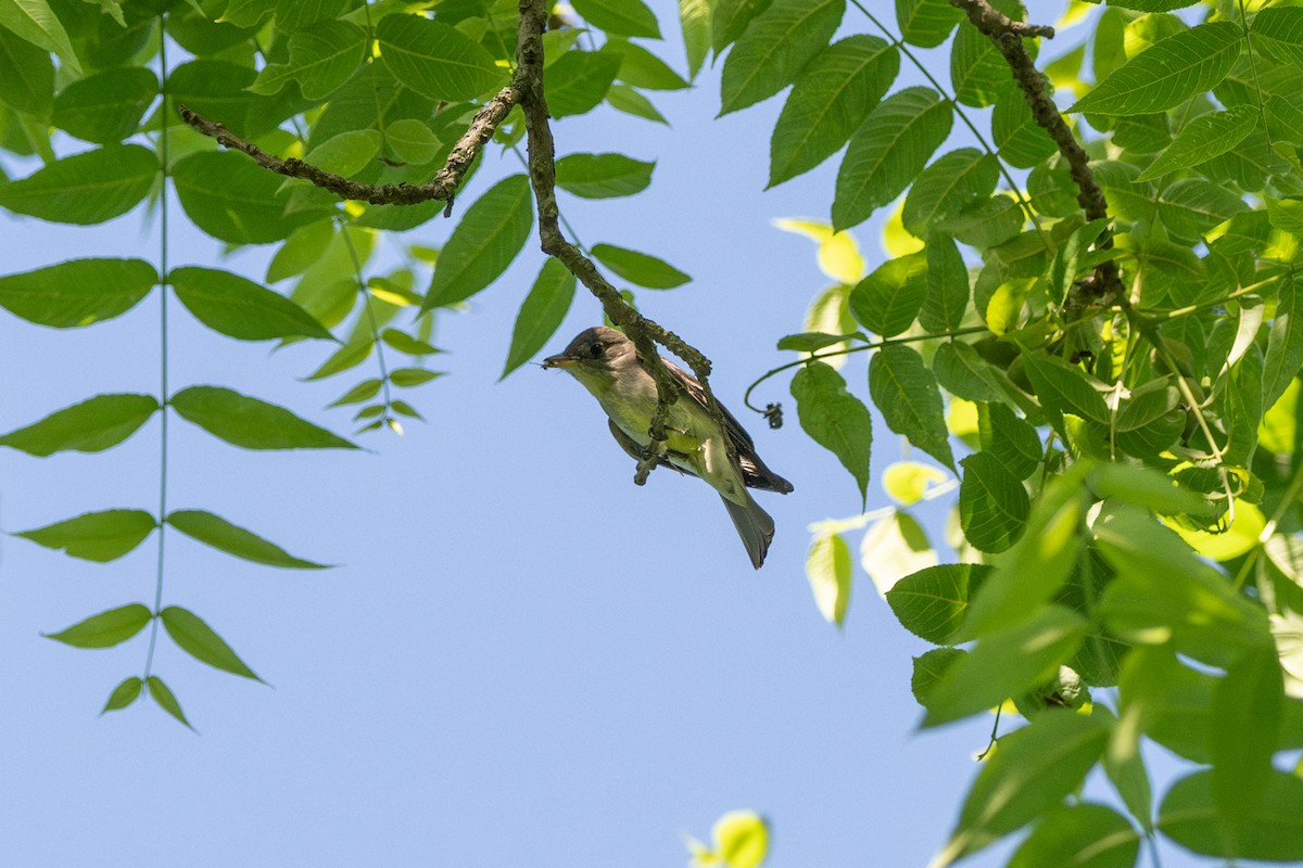 Eastern Wood-Pewee - ML619706595