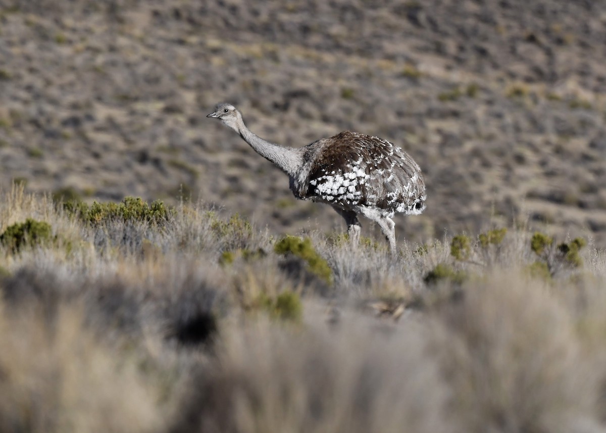 Lesser Rhea (Puna) - ML619706601