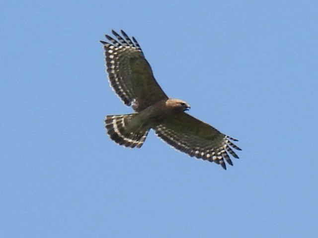 Red-shouldered Hawk - ML619706607