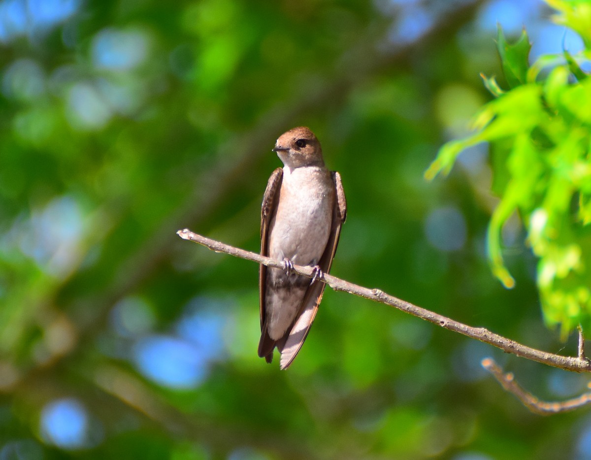 Northern Rough-winged Swallow - ML619706613