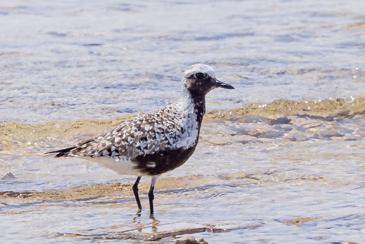 Black-bellied Plover - ML619706648