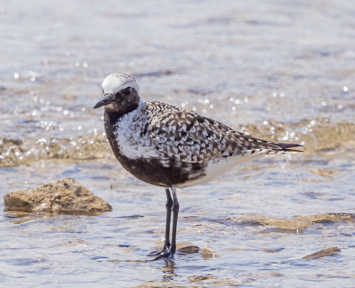 Black-bellied Plover - Robert Bochenek