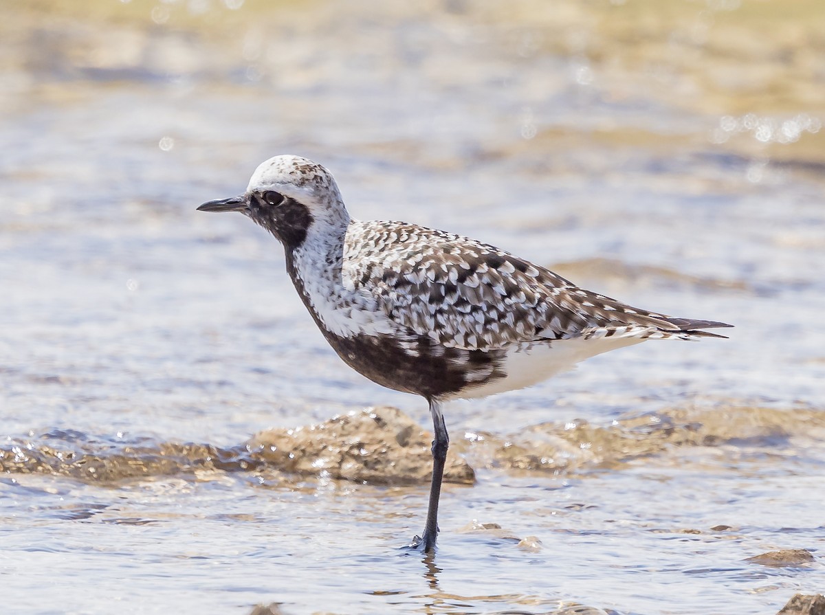 Black-bellied Plover - ML619706659