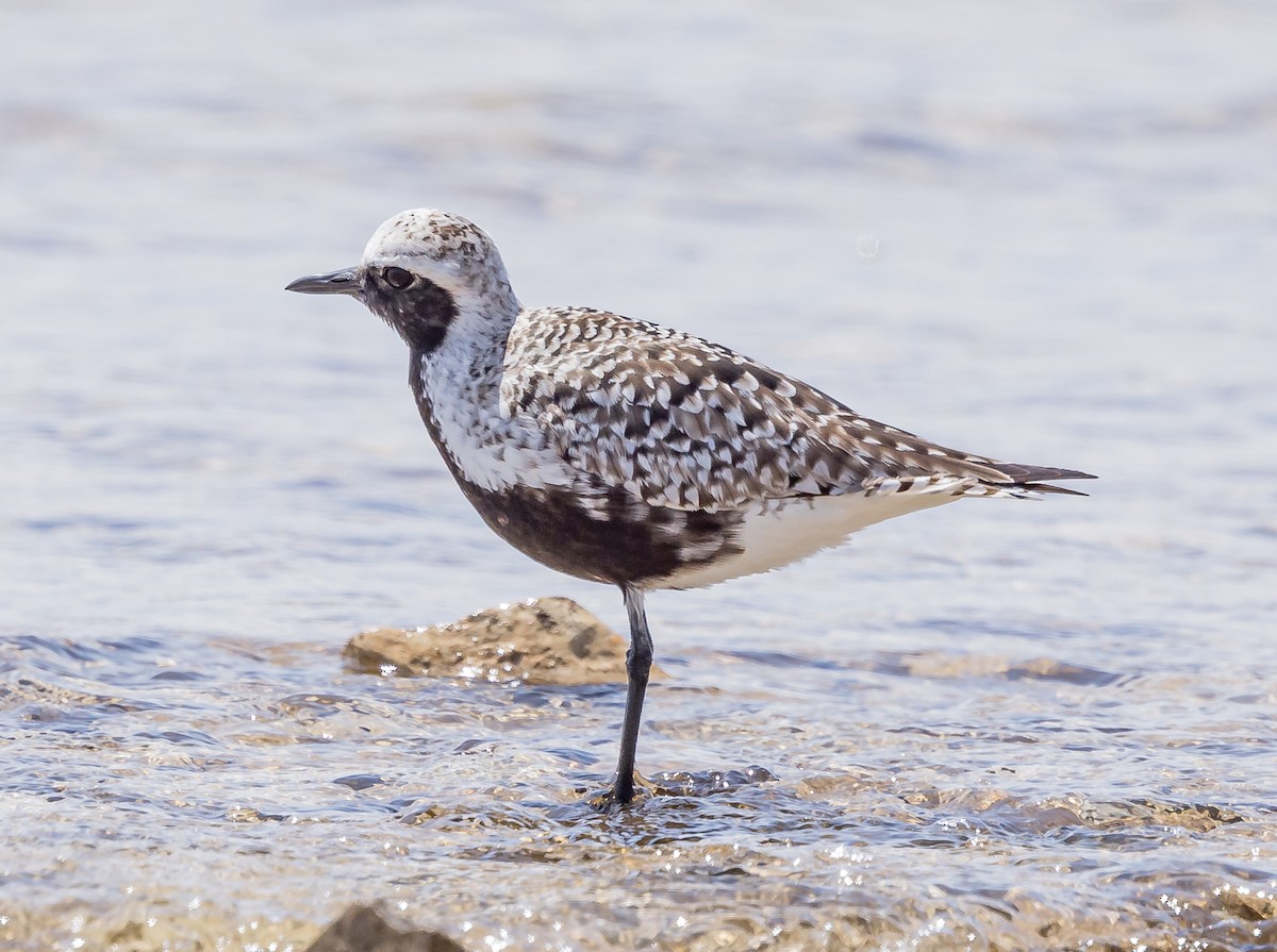 Black-bellied Plover - ML619706661