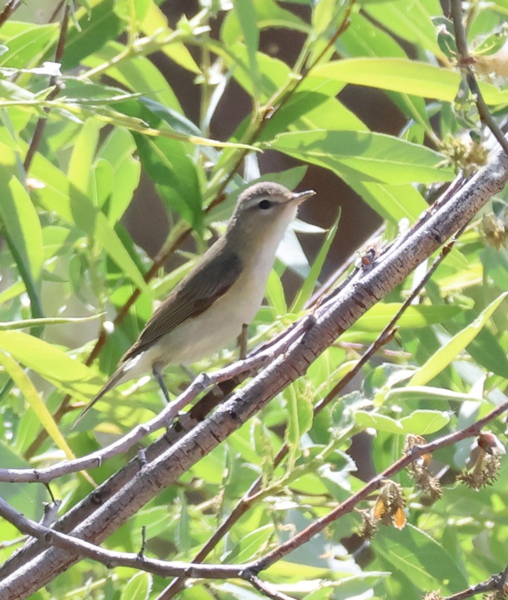 Vireo Gorjeador - ML619706666