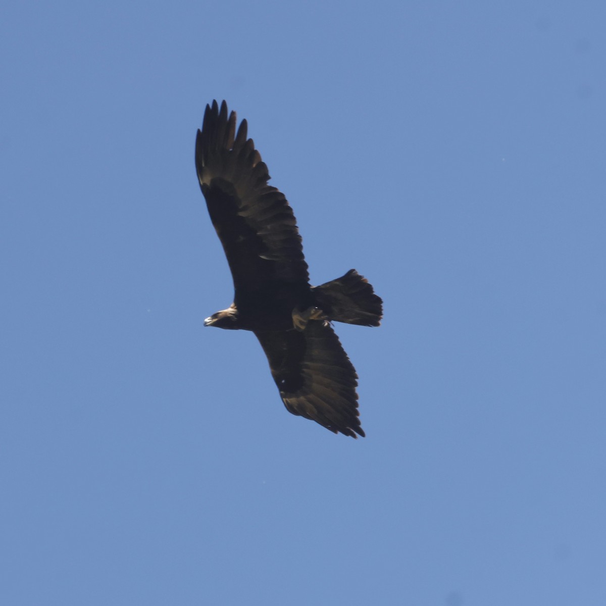 Golden Eagle - ML619706689