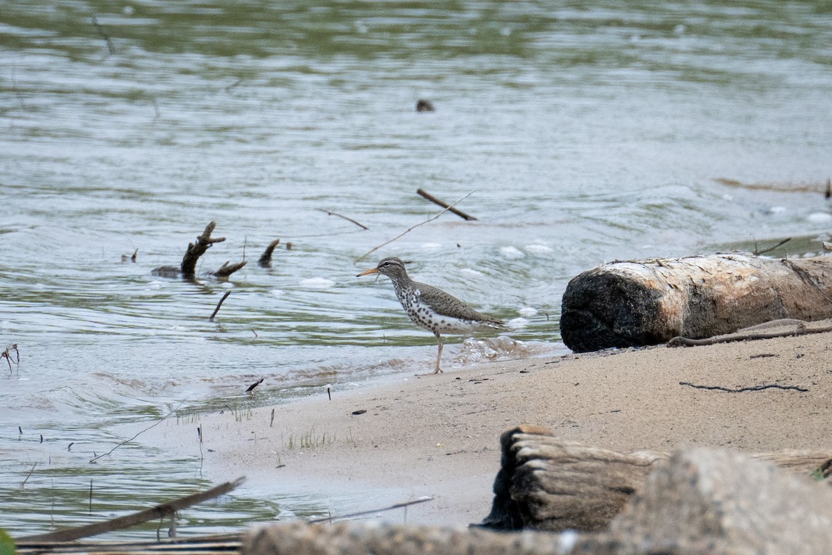 Spotted Sandpiper - ML619706700