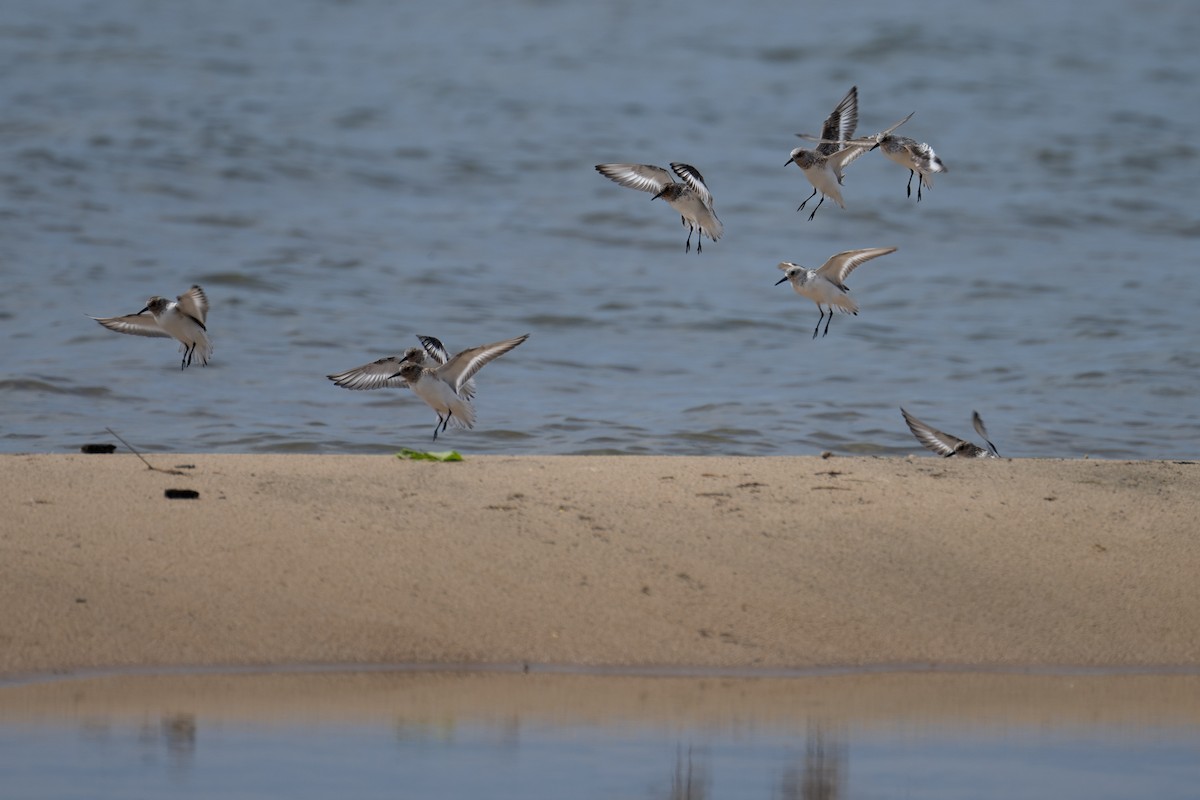 Sanderling - ML619706714