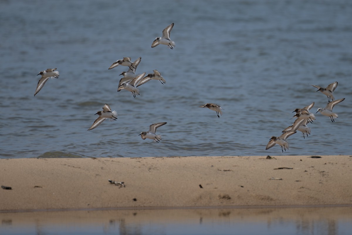 Sanderling - ML619706715