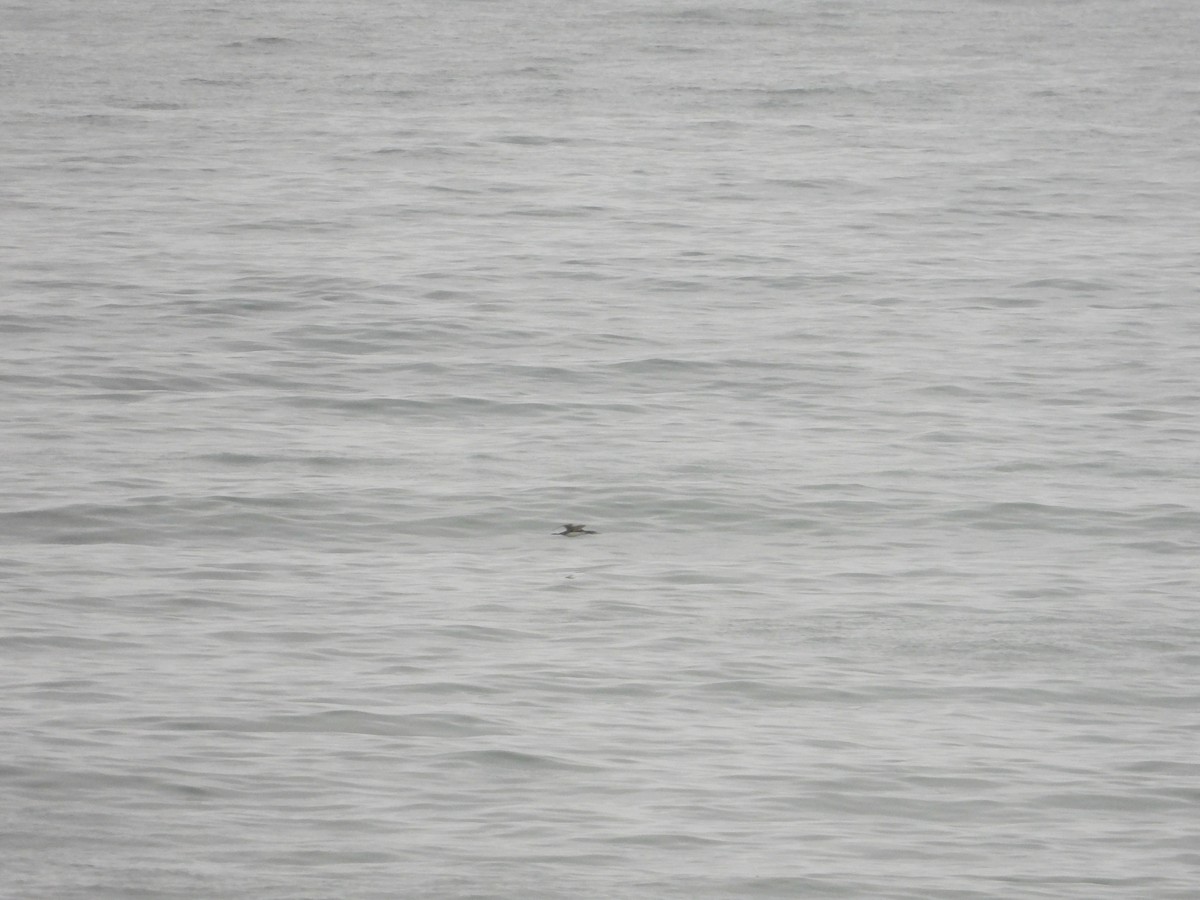 Red-throated Loon - Bill Holland