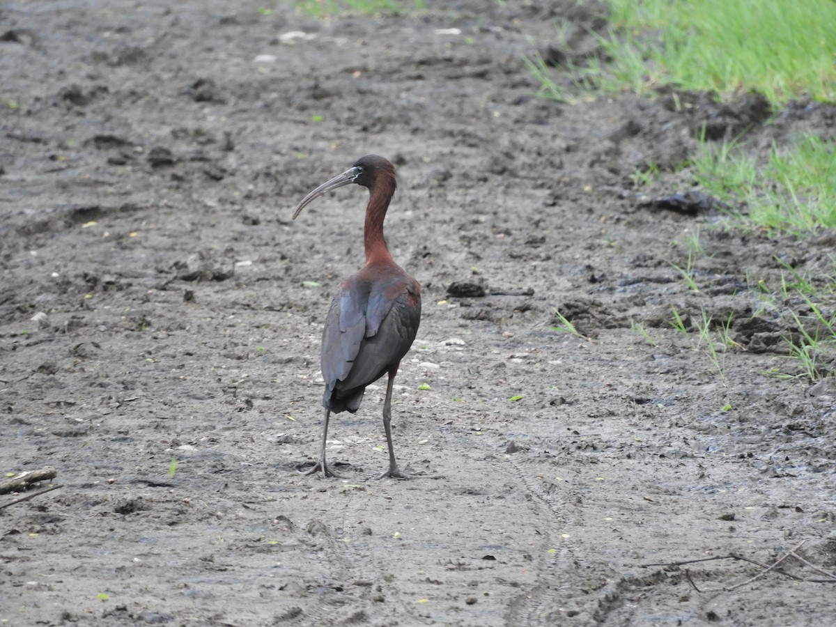 ibis hnědý - ML619706738