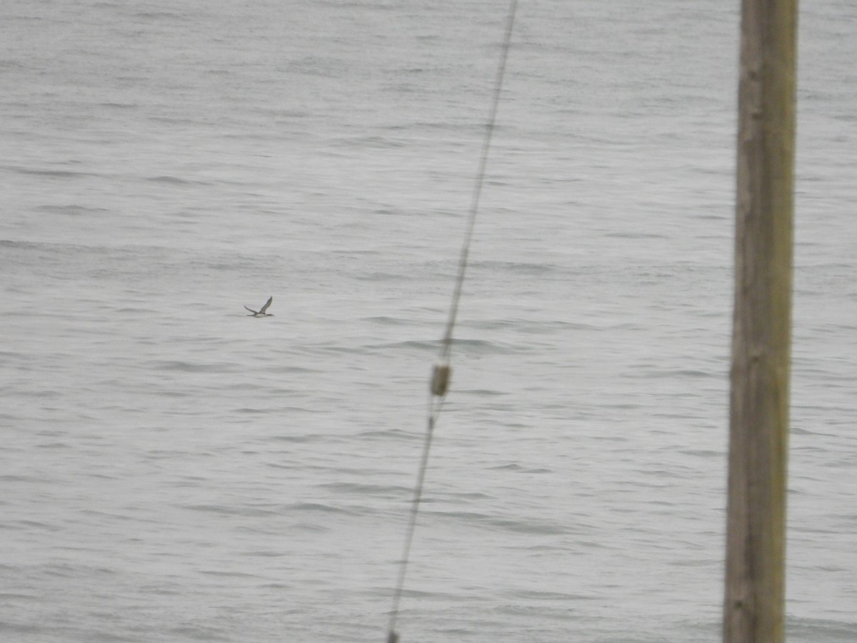 Red-throated Loon - Bill Holland