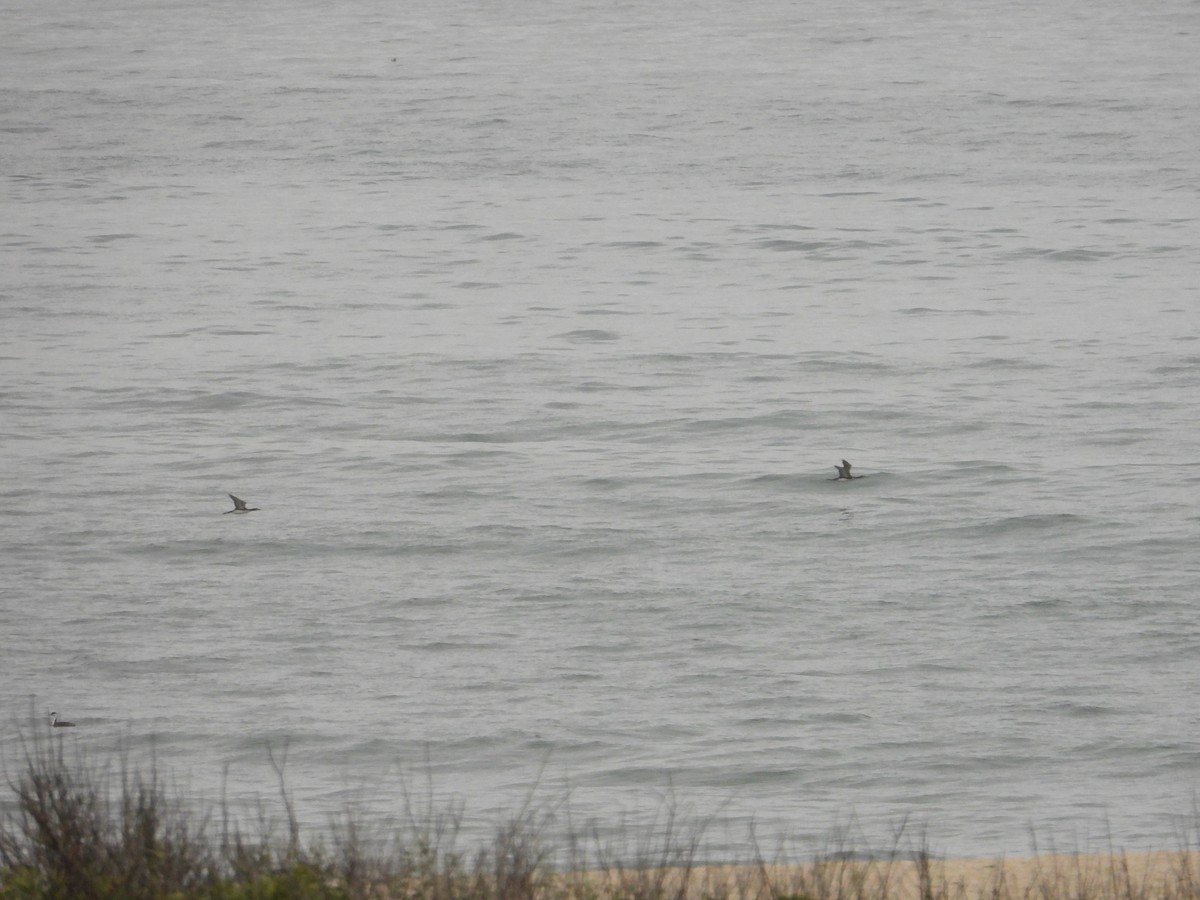 Red-throated Loon - Bill Holland