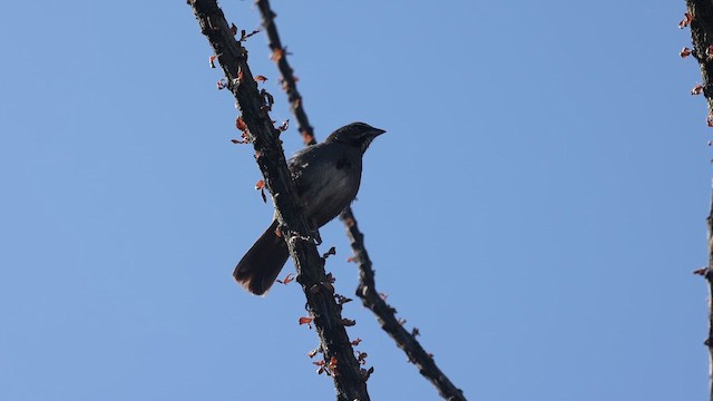 Five-striped Sparrow - ML619706762