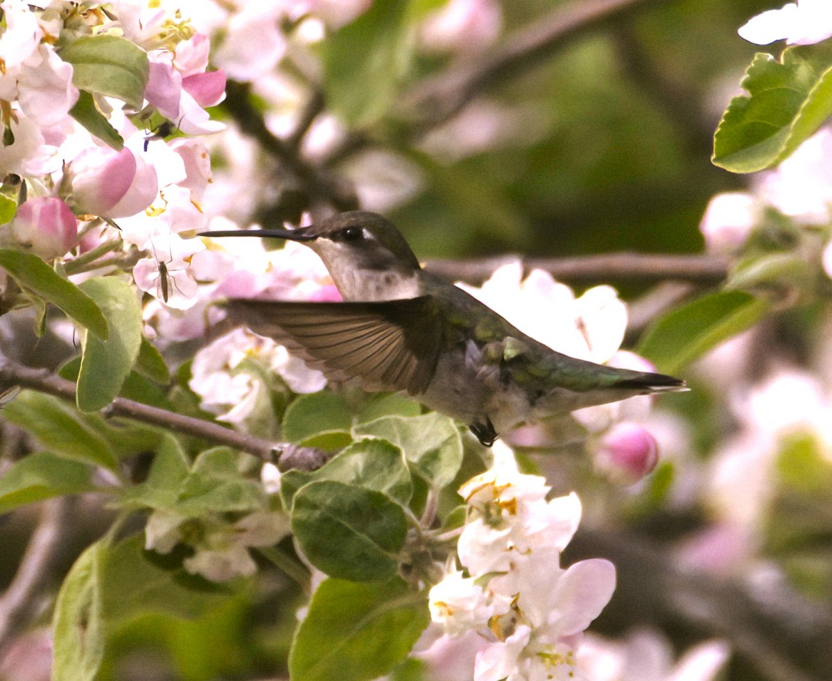 Ruby-throated Hummingbird - ML619706803