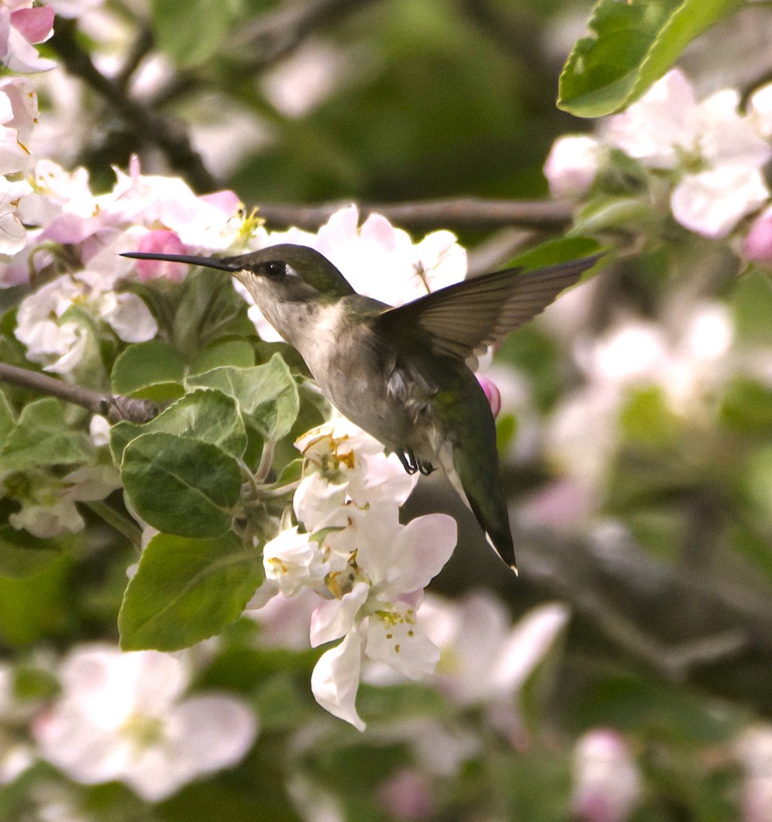 Ruby-throated Hummingbird - ML619706804