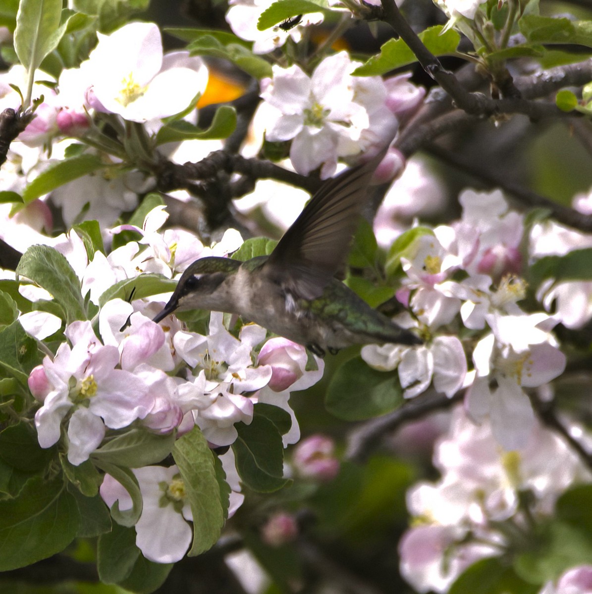 Ruby-throated Hummingbird - ML619706805