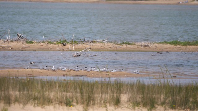 Common Tern - ML619706837