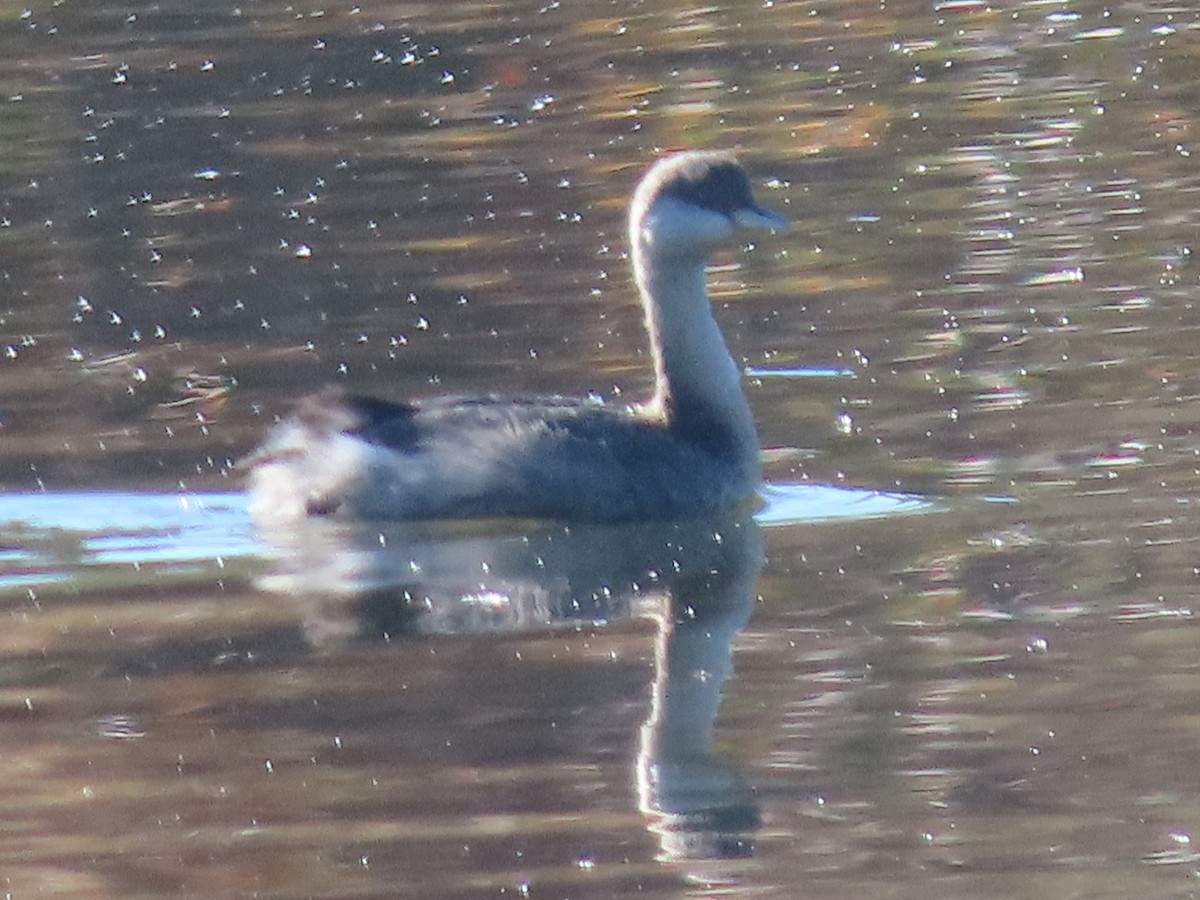 Hoary-headed Grebe - Sandra Henderson