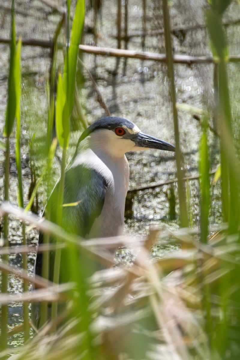 Black-crowned Night Heron - Guillaume Hannes