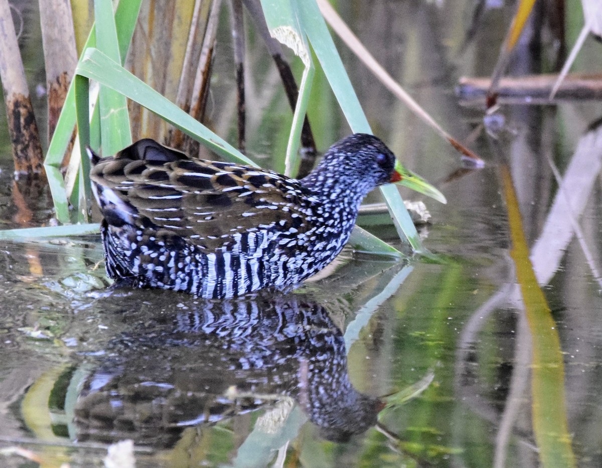 Spotted Rail - ML619706855