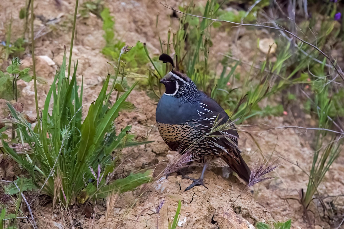 California Quail - ML619706865