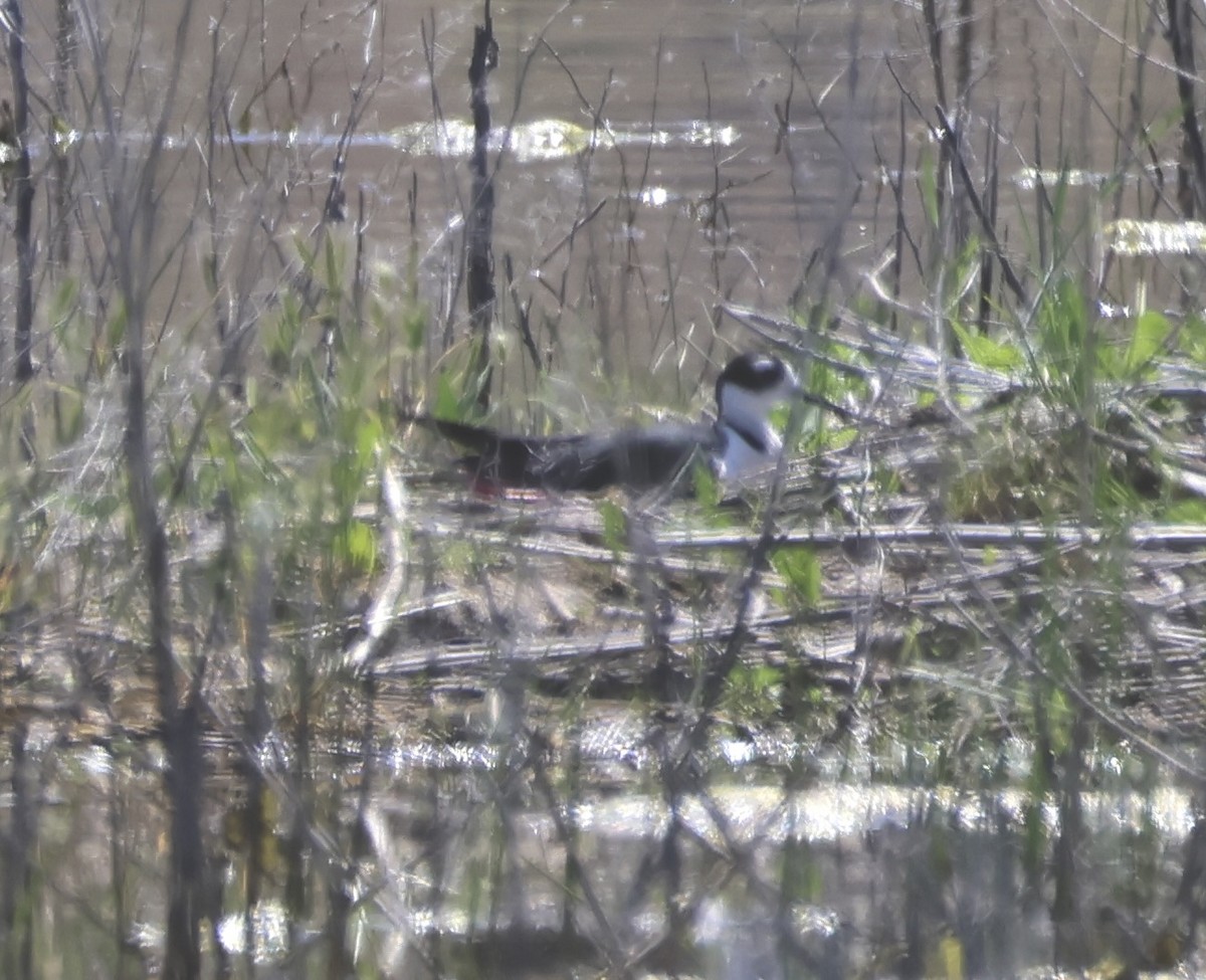 Black-necked Stilt - ML619706890