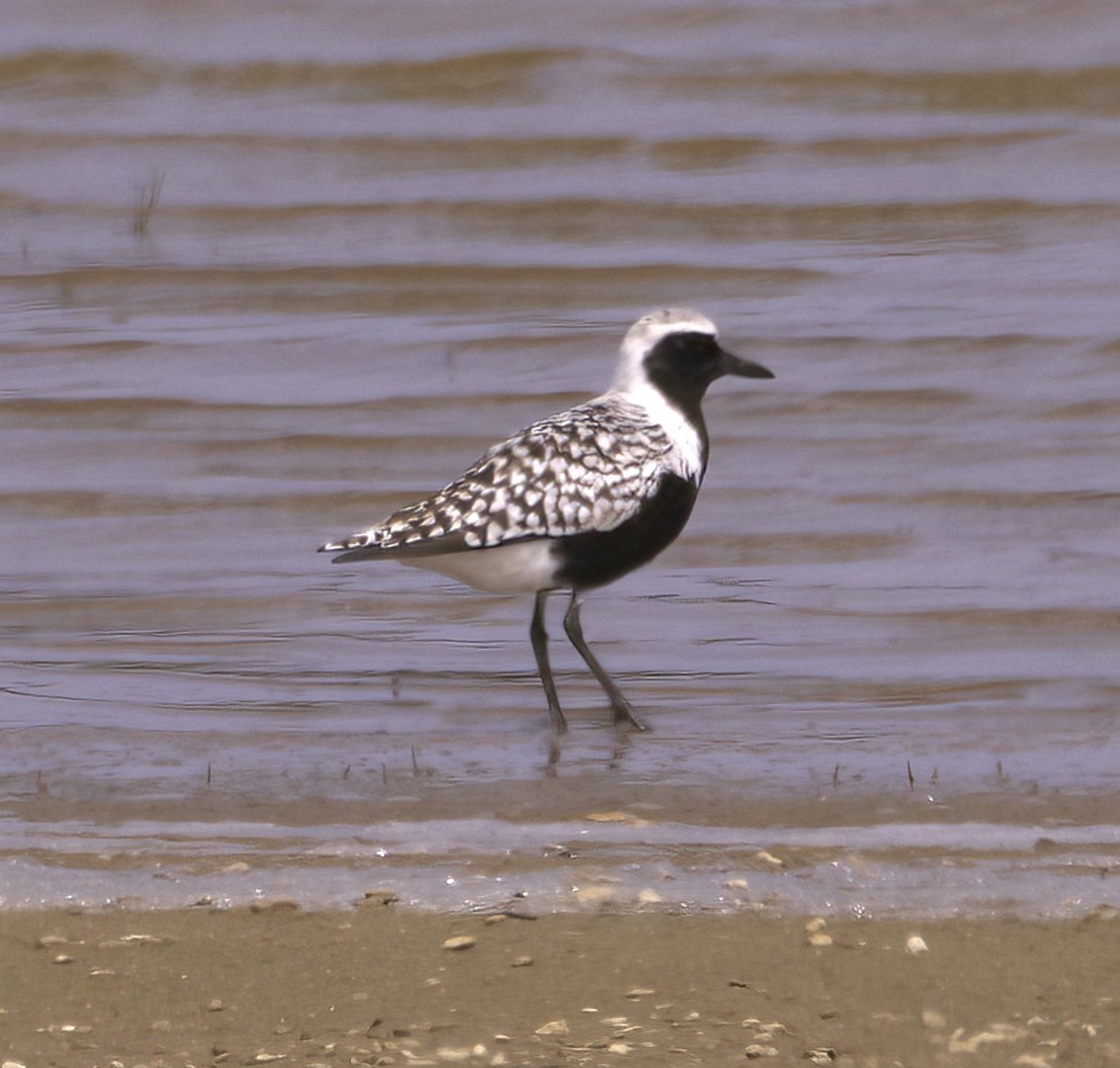 Black-bellied Plover - ML619706907