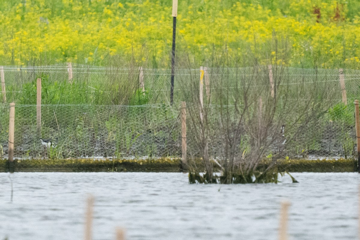 Black-necked Stilt - ML619706927