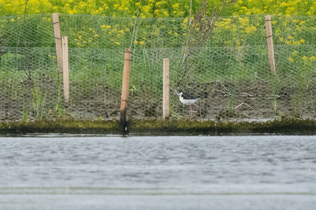 Schwarznacken-Stelzenläufer - ML619706928