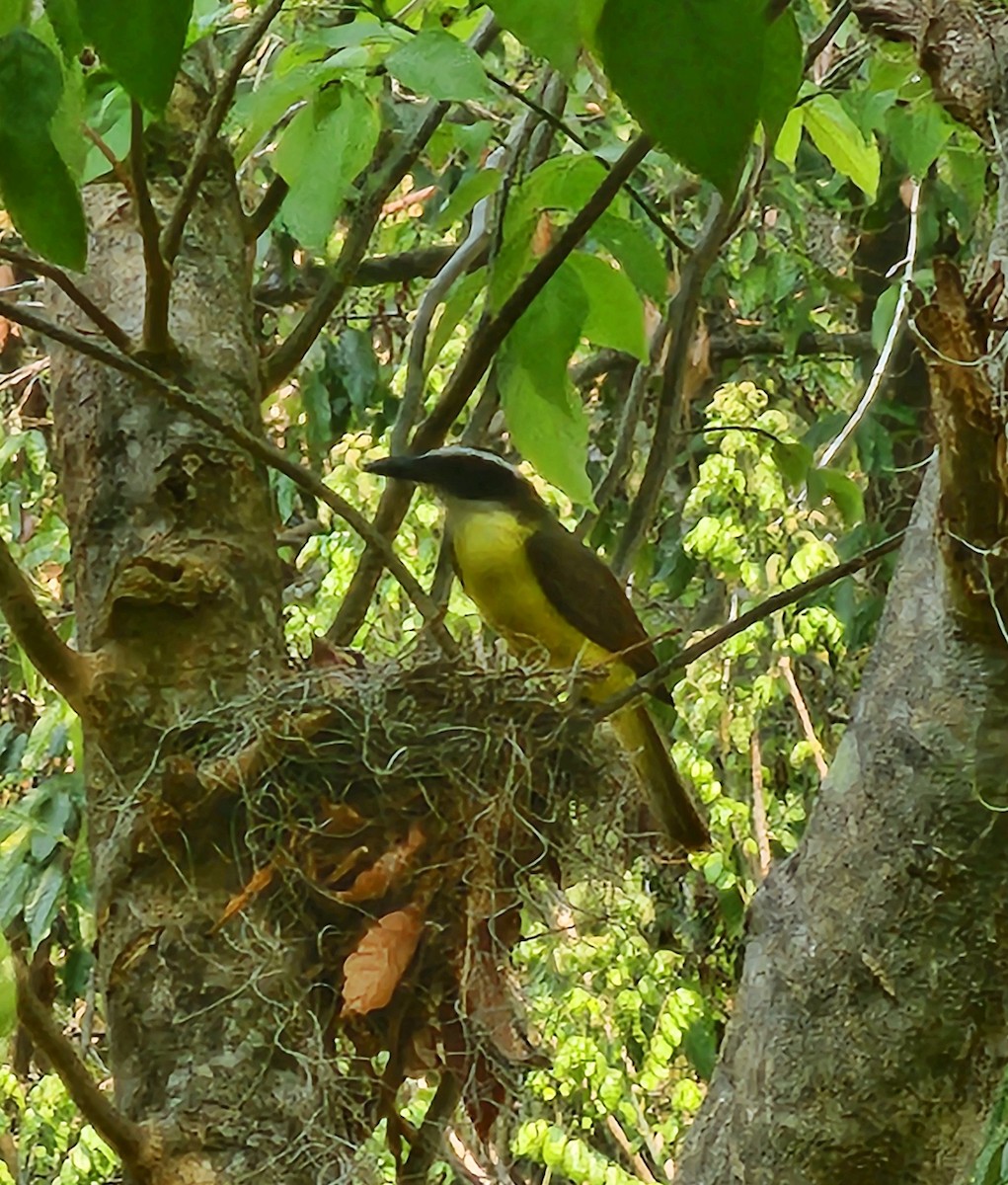 Boat-billed Flycatcher - ML619706935