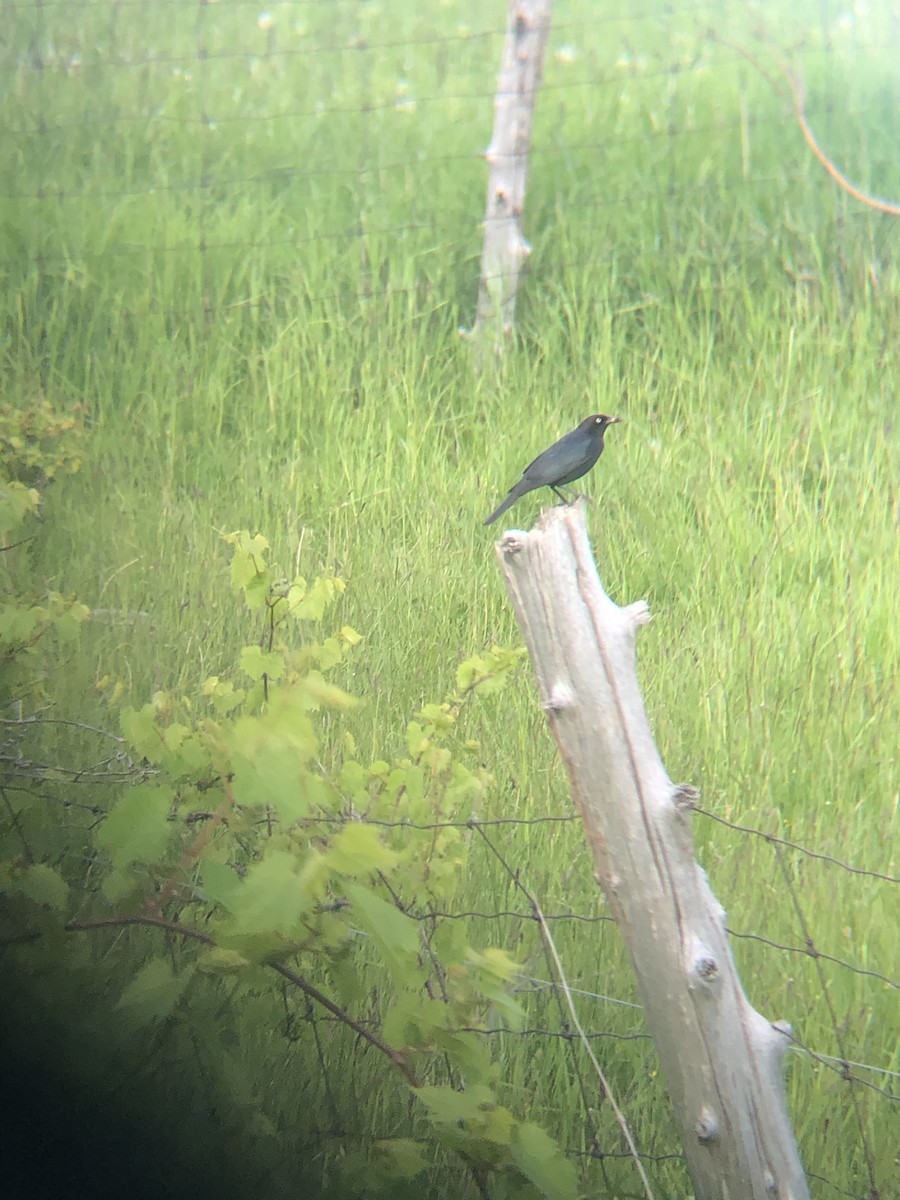 Brewer's Blackbird - ML619706940