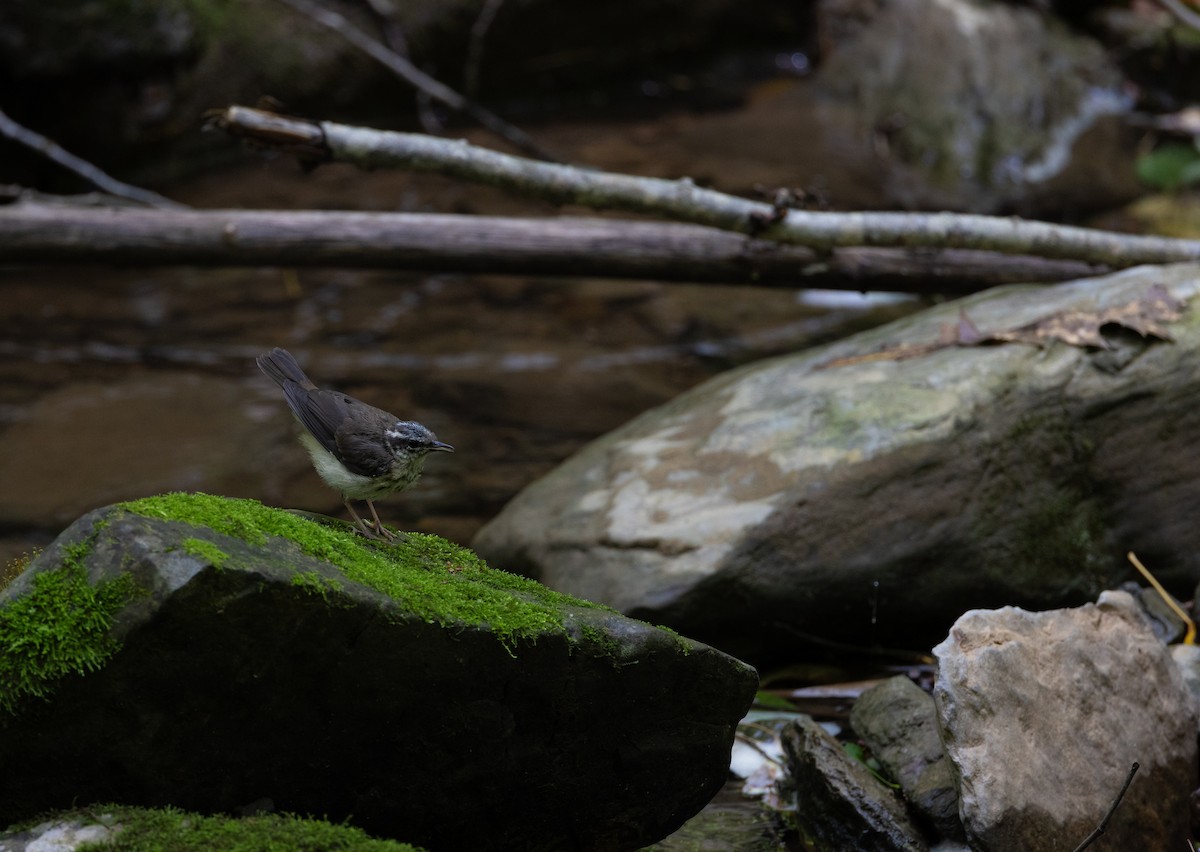 Louisiana Waterthrush - ML619706946