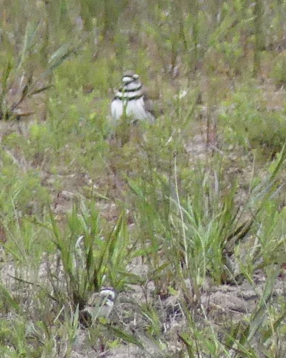 Killdeer - ML619707004