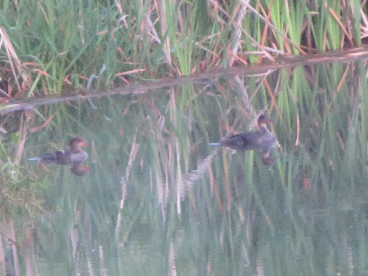 Hooded Merganser - ML619707009