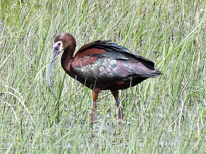 ibis americký - ML619707011
