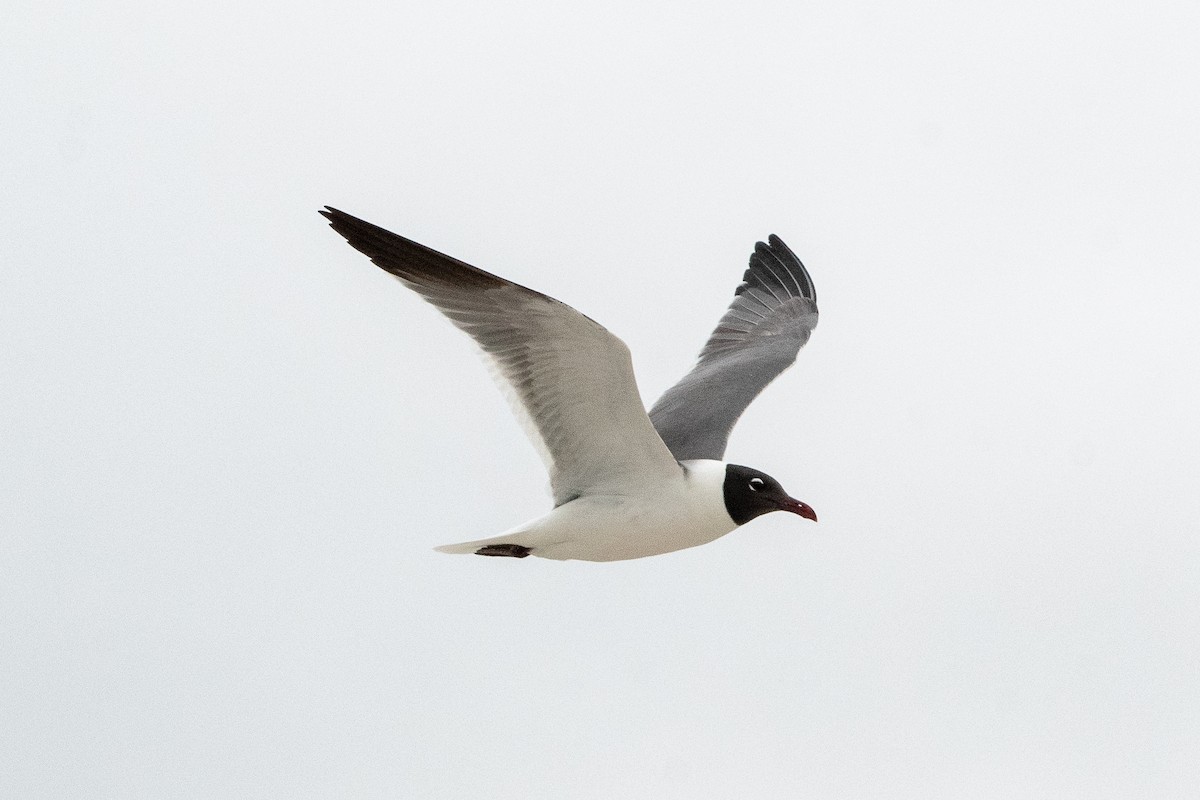 Laughing Gull - ML619707012