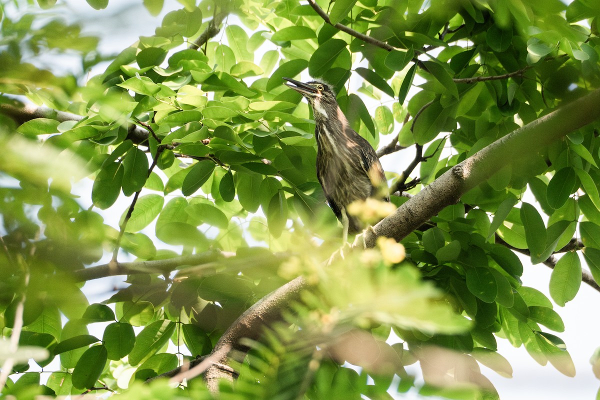 Striated Heron - ML619707017