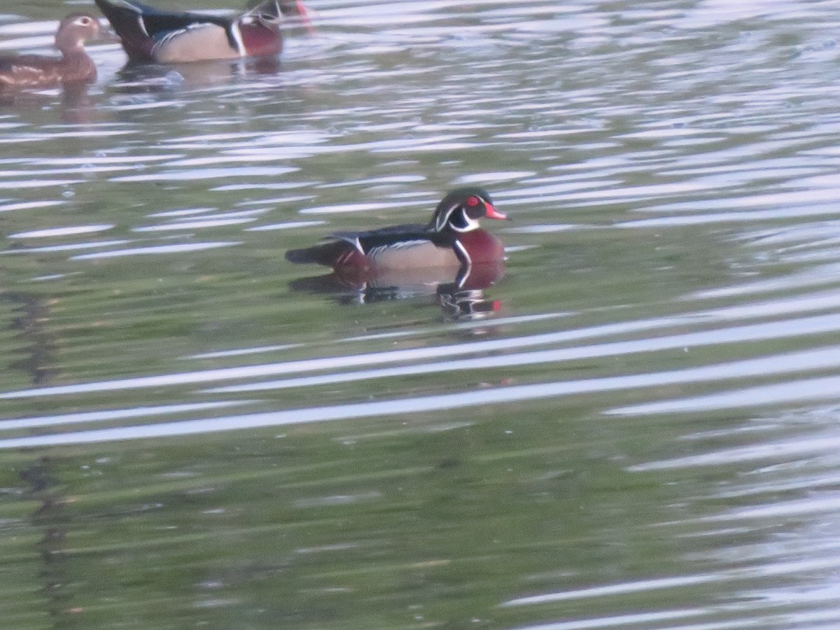 Wood Duck - ML619707032