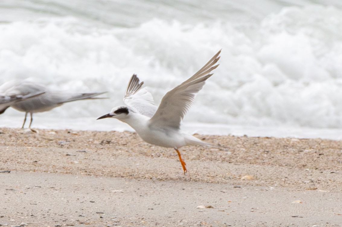 Forster's Tern - ML619707034