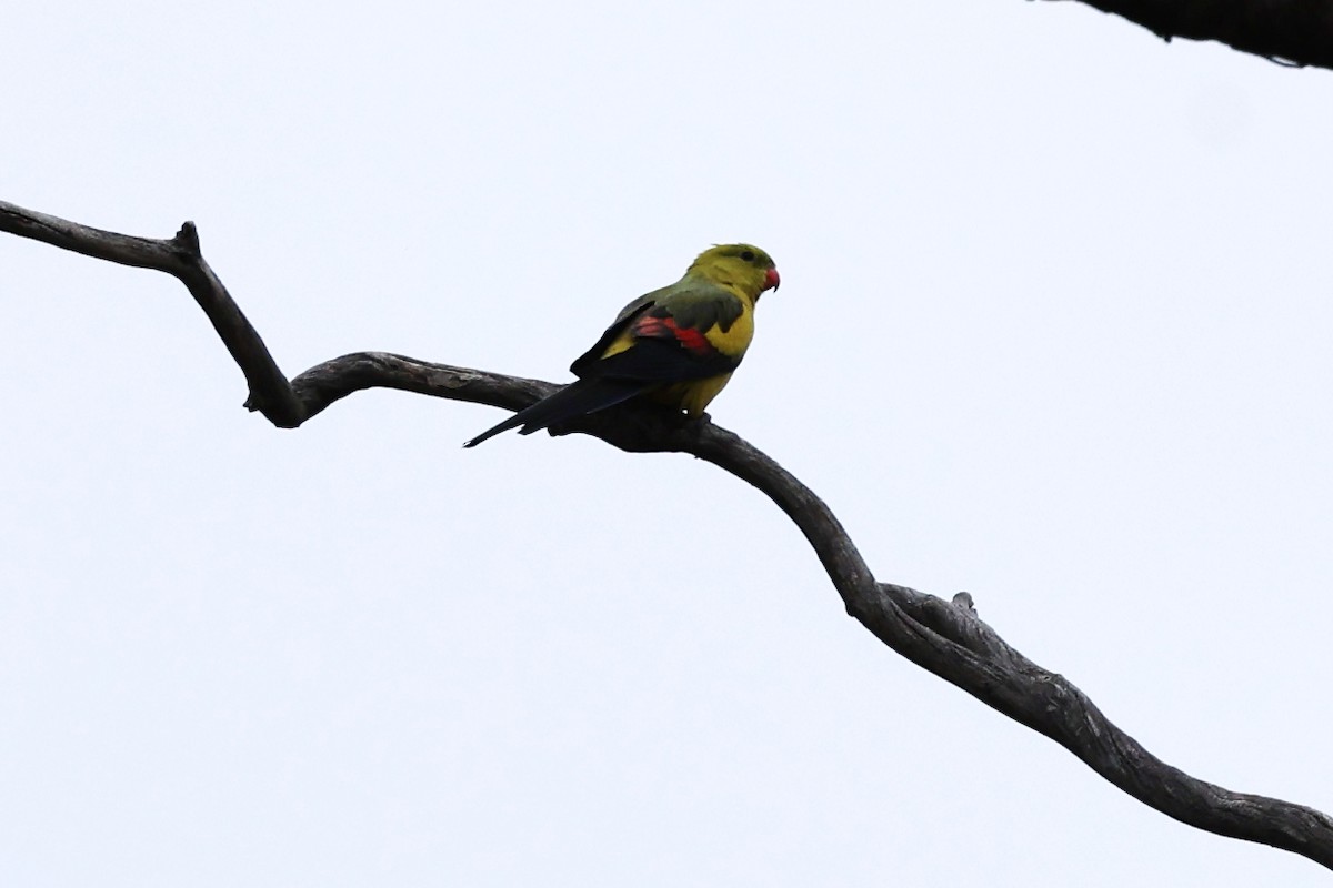 Regent Parrot - ML619707044