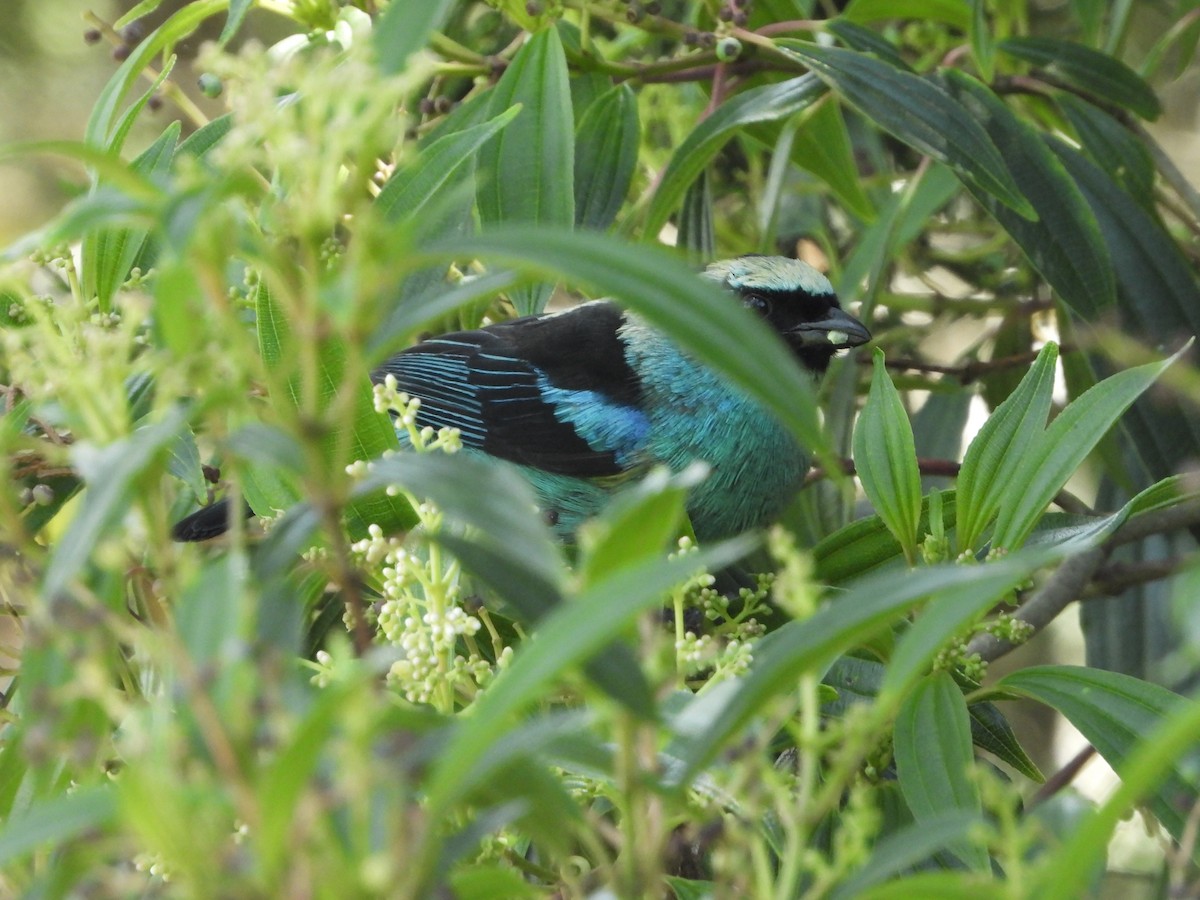 Metallic-green Tanager - ML619707081