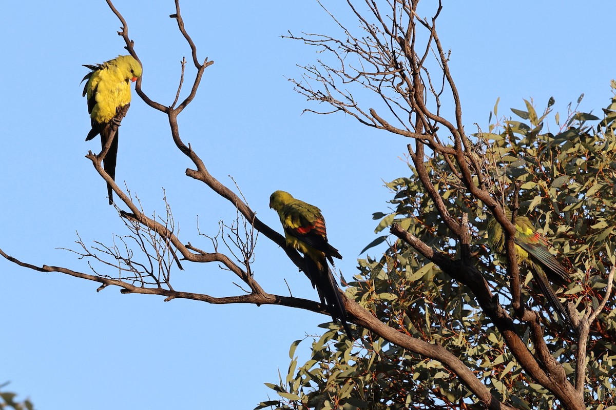 Regent Parrot - ML619707089