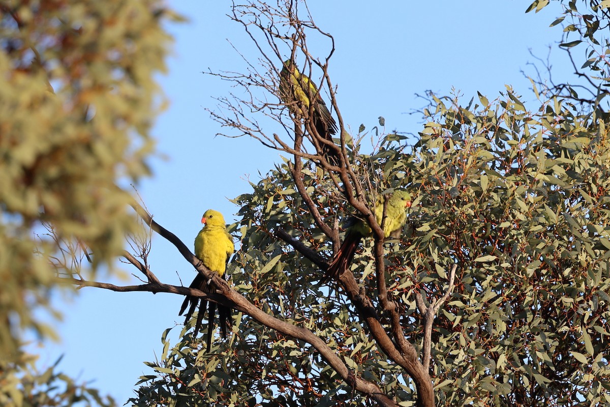 Regent Parrot - ML619707090