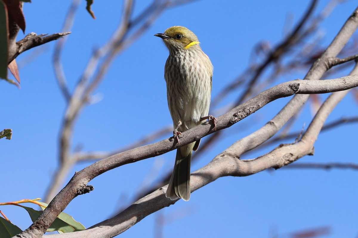 Yellow-plumed Honeyeater - ML619707109