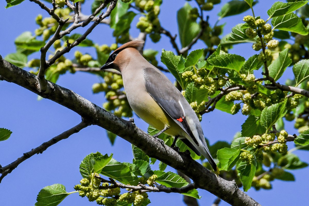 Cedar Waxwing - ML619707149